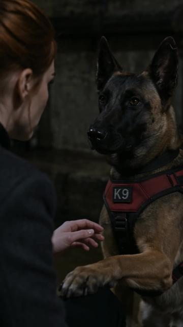My Dad Came Back as a K9 Ep. 5