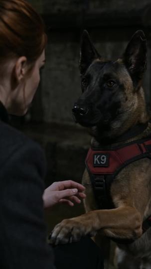 My Dad Came Back as a K9 Episode 5