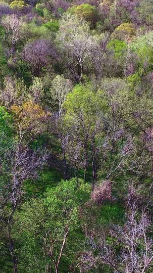 Her Cold-hearted Alpha Episode 1