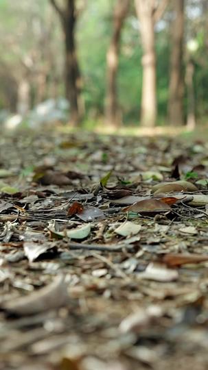 الملك الملاكم المختفي – الموسم الثاني 1مجموعة