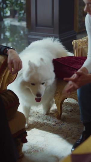 Von Hass gefesselte Liebe 6Folgen