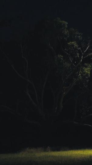 Buscada por el Alfa Solitario Episodio 6