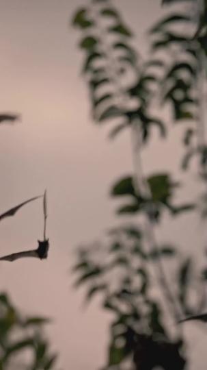 Amor y deseo en la Academia de Vampiros (Doblado) Episodio 2