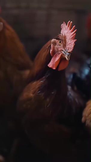 연 끊었던 누나들의 애원 제5회