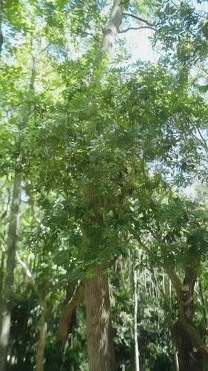 讓你當兵，你竟拐走女帝 第7集