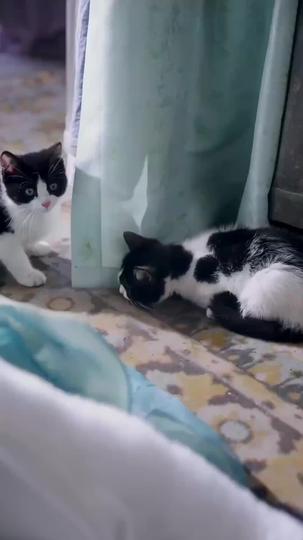 고양이를 낳은 황후 제8회