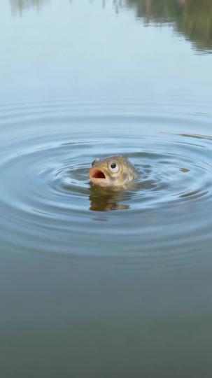 Hooked on Vengeance: Revenge in 3, 2, Splash! Episode 3