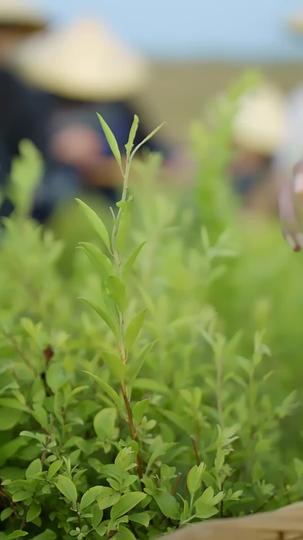 重逢茶山之戀 第6集