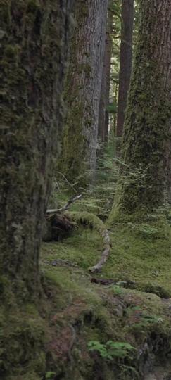 My Twin Sister Stole My Alpha Fiancé Episode 7