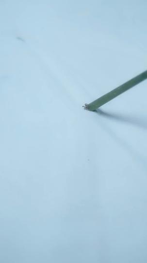 กลยุทธ์ลูกสาวอนุ ที่11ตอน