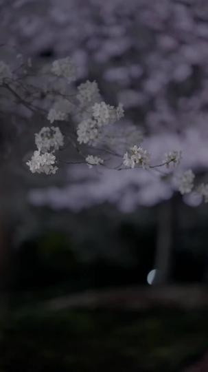 Trap of Desire: Where Love Takes Its Vow Episode 1