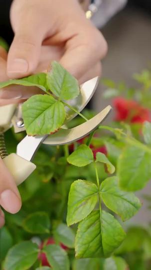 No Surrender, Only Desire Episode 5