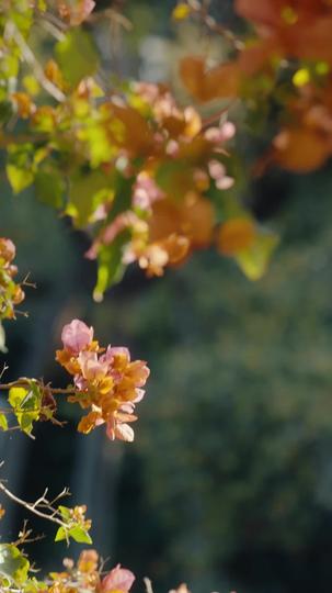 A Virgin Surrogate for the Billionaire Episode 7