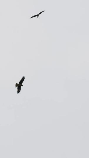 梨花落尽，云散夜未明 第1集