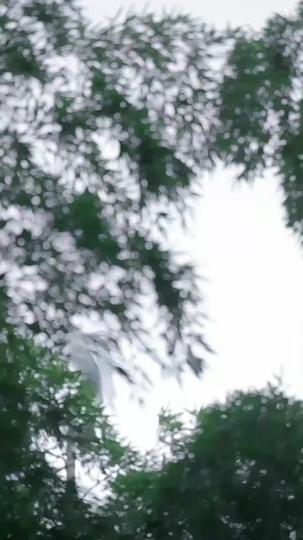 Pawn in the Game, Justice in Her Hands Episode 1