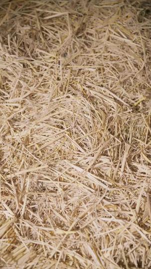 Flexed into History: Protein Powder Saves the Day! Episode 3