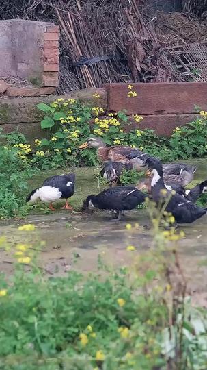 أسطورة الصحوة 1مجموعة