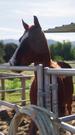 My Poor Rancher Wife is a Trillionaire Episode 3