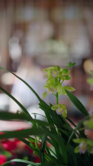 枯井重生，她成了皇子們的母后 第9集