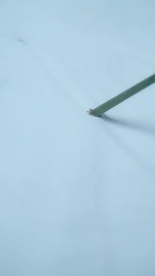 庶女攻略 第11集