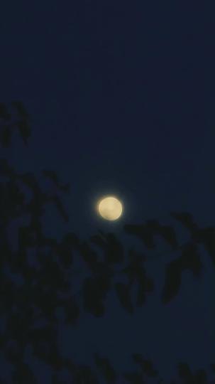 ابن العودة: ثأر المجد 6مجموعة