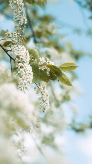 The Mafia's Obsession Episode 3