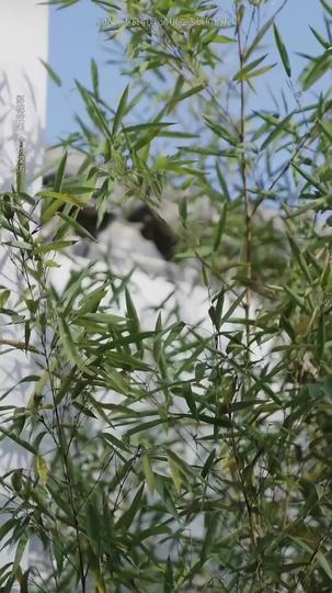 Luminary Love Episode 11