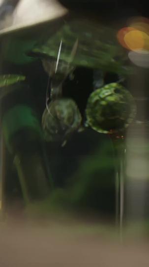 城南花落盡時 第1集