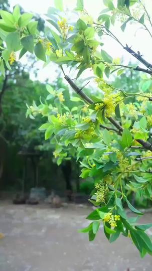 사냥꾼의 절세 미인 제10회