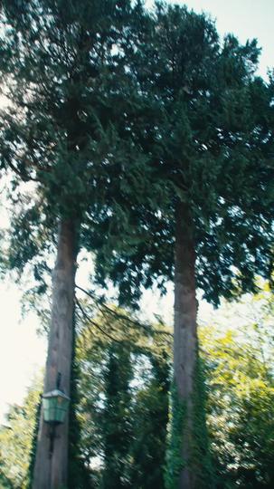 Single Mom, Billionaire's Bride Episode 5