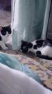 The Empress Who Bore Kittens(DUBBED) Episode 8