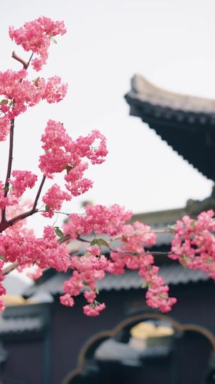每日一問:皇上廢後了嗎 第3集