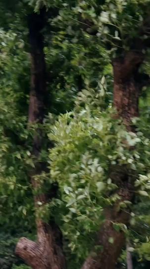 Dewi Penyelamat Episode 11