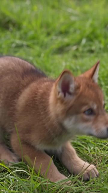 Call My Pups Bastards? They Are Royal Heirs! Ep. 5