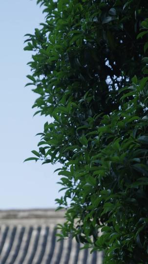 弃我安危 第4集