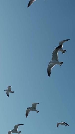 纯白恋歌 第7集