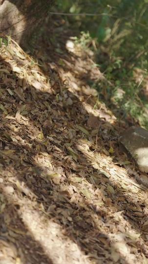 替身少帅 第4集