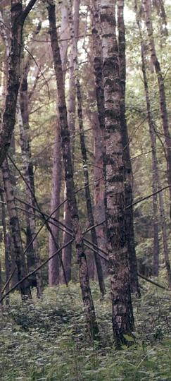 My Twin Sister Stole My Alpha Fiancé Episode 10