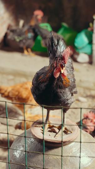 萌宝要当大靠山 第3集