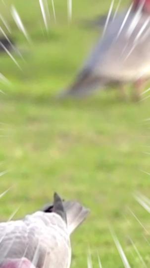 滿城風雨護佳人 第2集