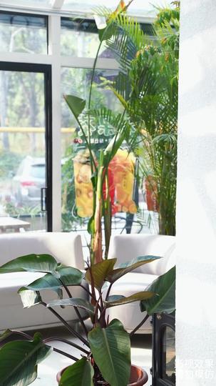 商医生，姗姗来迟 第4集