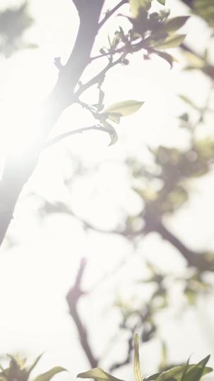 Schwanger vom falschen Zwilling 6Folgen