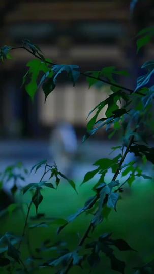 一念錯明月，餘生求清歡 第1集