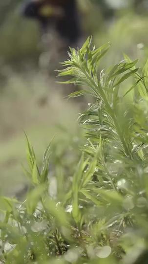 Fortune's Curse: When Greed Kills Love Episode 1