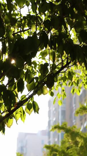 自坠深渊 第4集