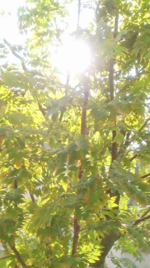 Bow or Bleed: Death Dances at Her Command Episode 2