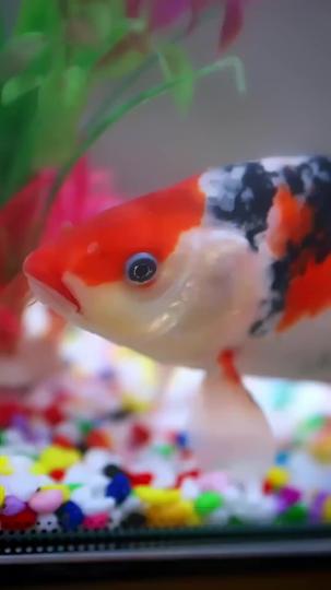 La verdad bajo la luna Episodio 6