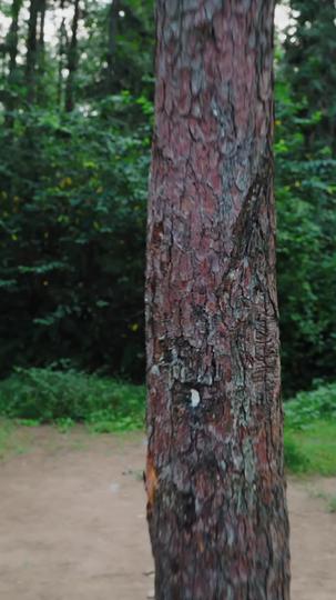 我的老婆是将军 第2集