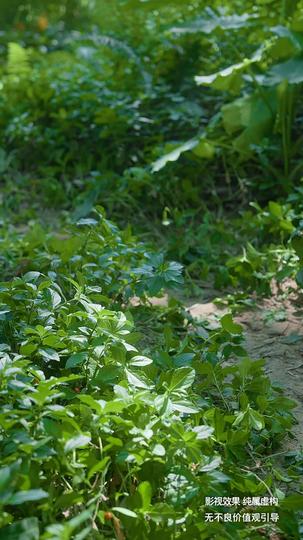 荒野女王 第3集