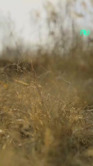 Honor Reclaimed: The Invincible Commander Episode 6